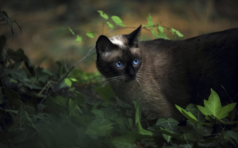 这些猫最“遭人嫌”，容易沦为流浪猫