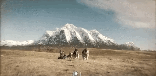 《多哥》：一段425公里风雪之路的背后，是一场与死神的赛跑