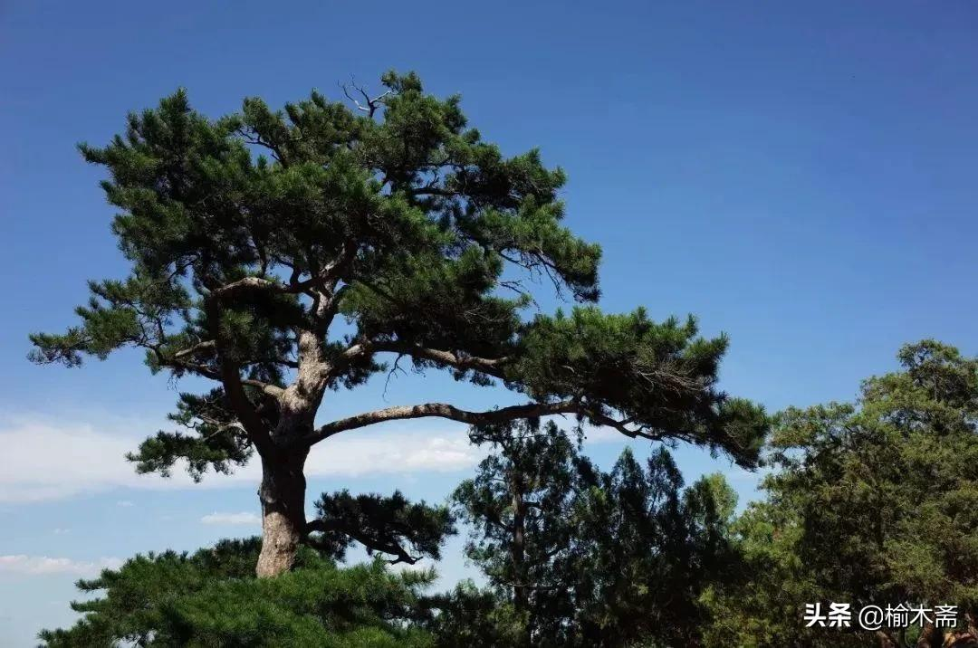 唐人植树诗词评，心境迥异自不同