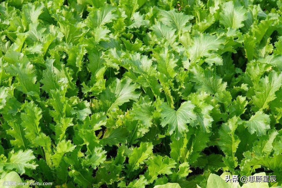 自制梅干菜有绝招，教你三种方法，一腌二晒三蒸，这干菜扣肉太香