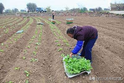 “头伏萝卜二伏菜，三伏里头种白菜”，三伏可种什么菜？答案来了