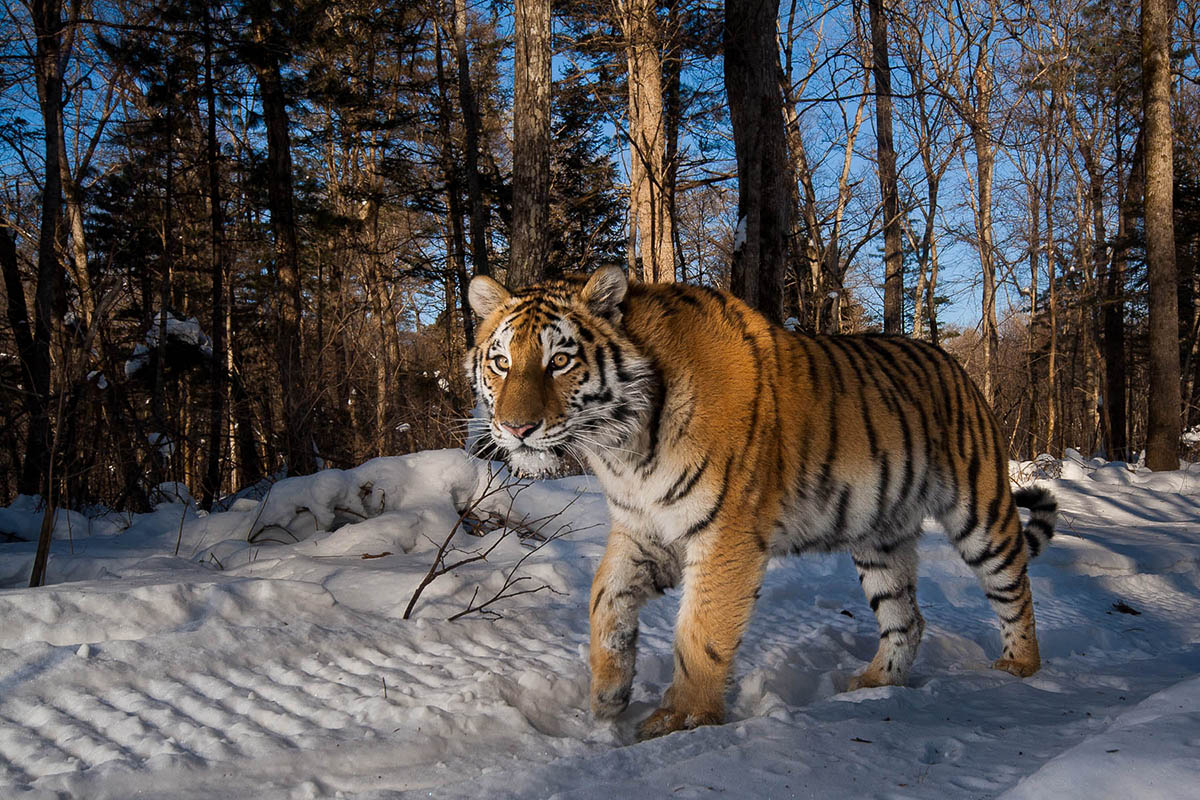 800公斤史上最大的老虎（唯一证据却被证明是洞狮）