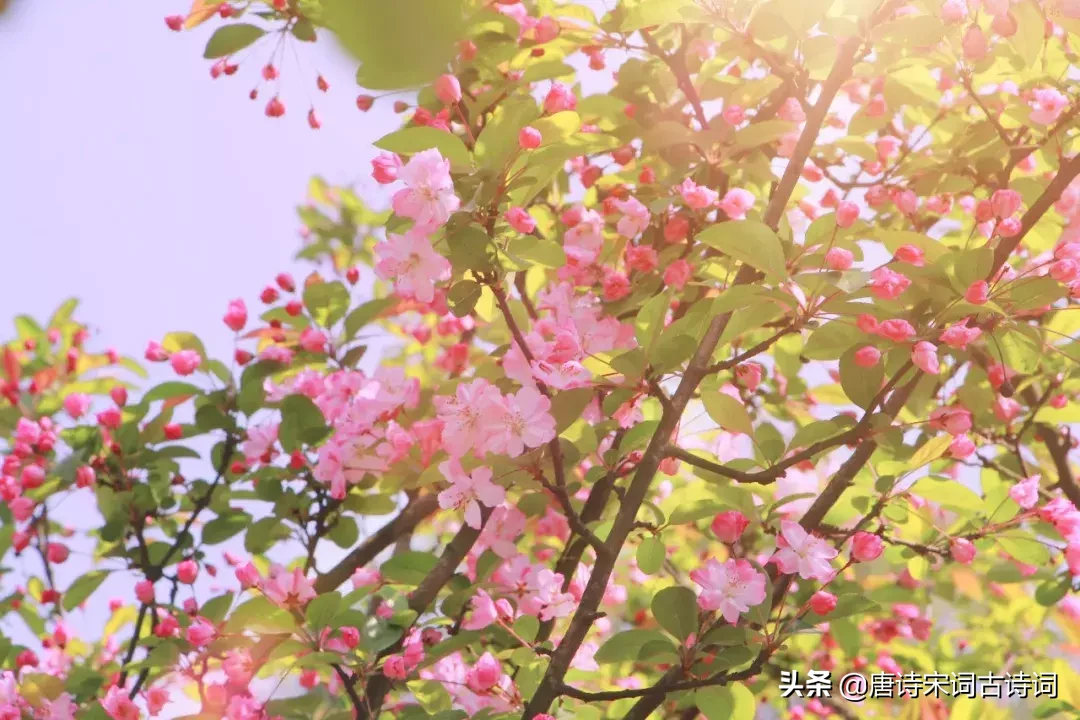 十大悲花传说：春日十五种花卉的凄美花语与动人故事