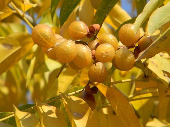 无患子别名苦患树,到了冬季,满树叶色金黄,故又名黄金树