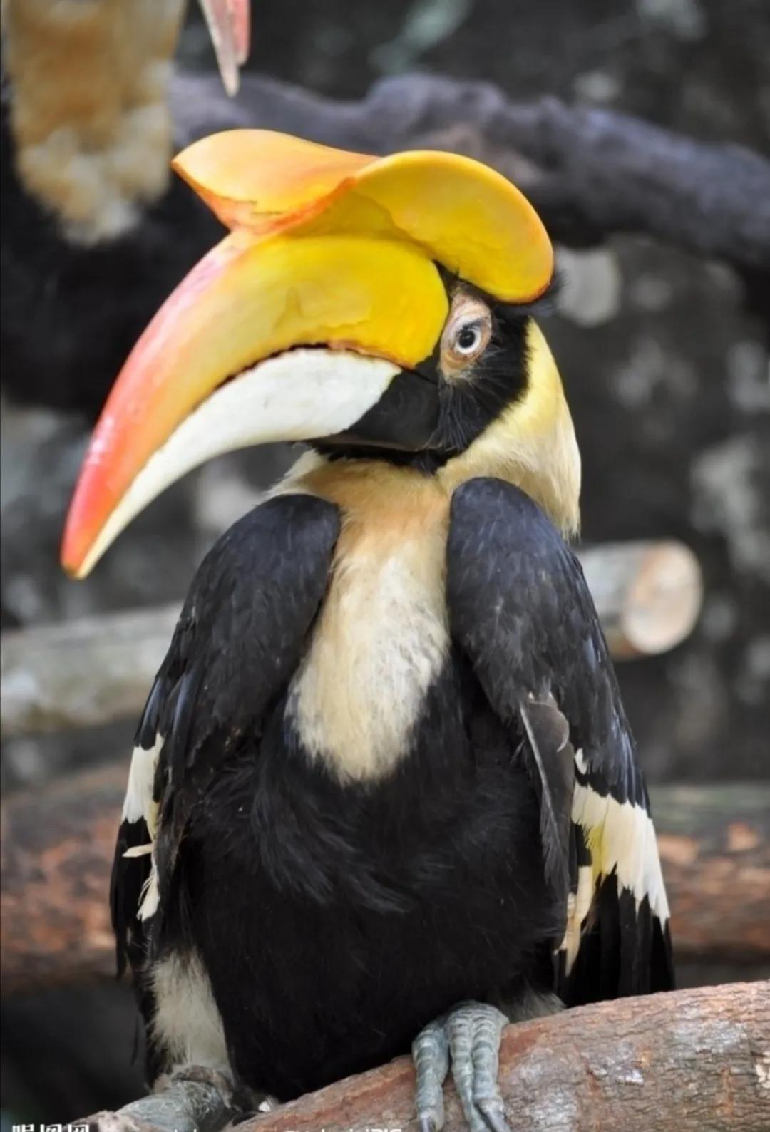 犀牛鸟图片(1分钟带你了解犀牛鸟的真实样子)