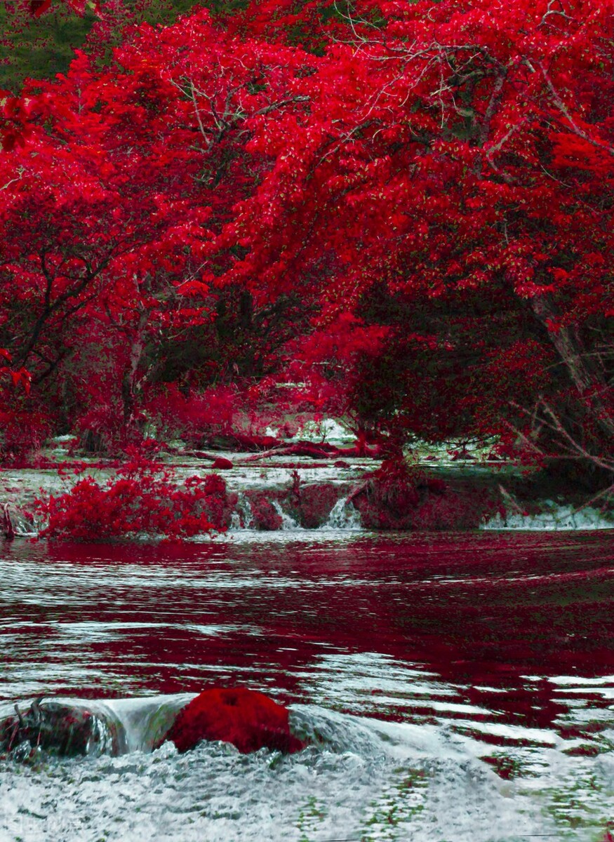 风景图片大全 花草(红色才是中国秋天的主打色) - 赤虎壹号