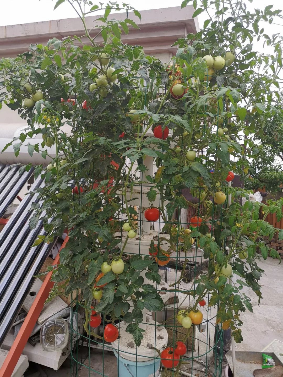 关于屋顶小菜园的美文