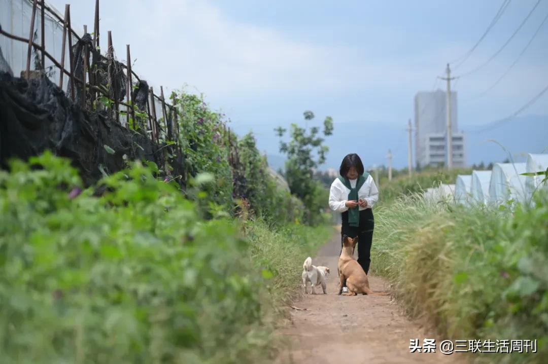 那些回到乡村的年轻人，现在过得怎么样？