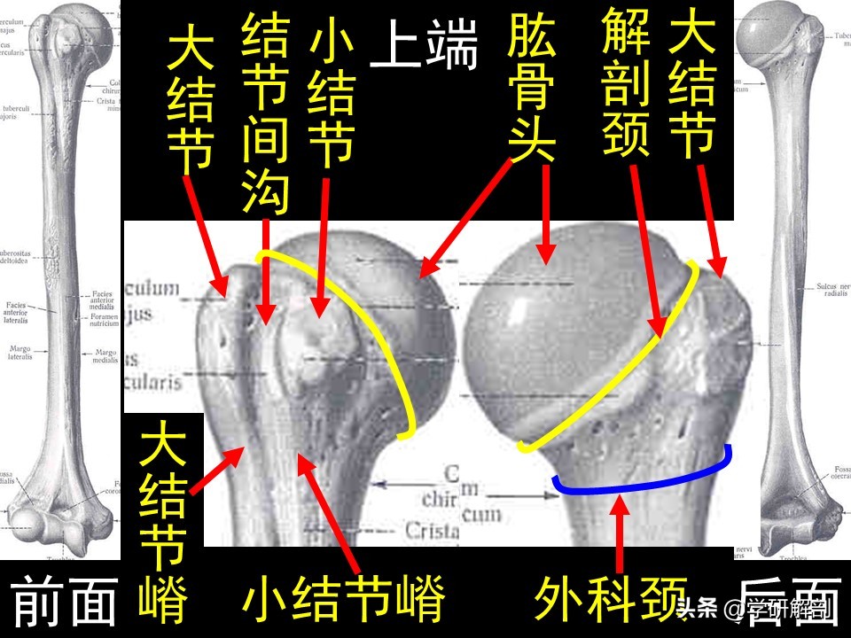 美人骨和蝴蝶背指的是上肢带骨锁骨和肩胛骨，上肢骨的形态结构