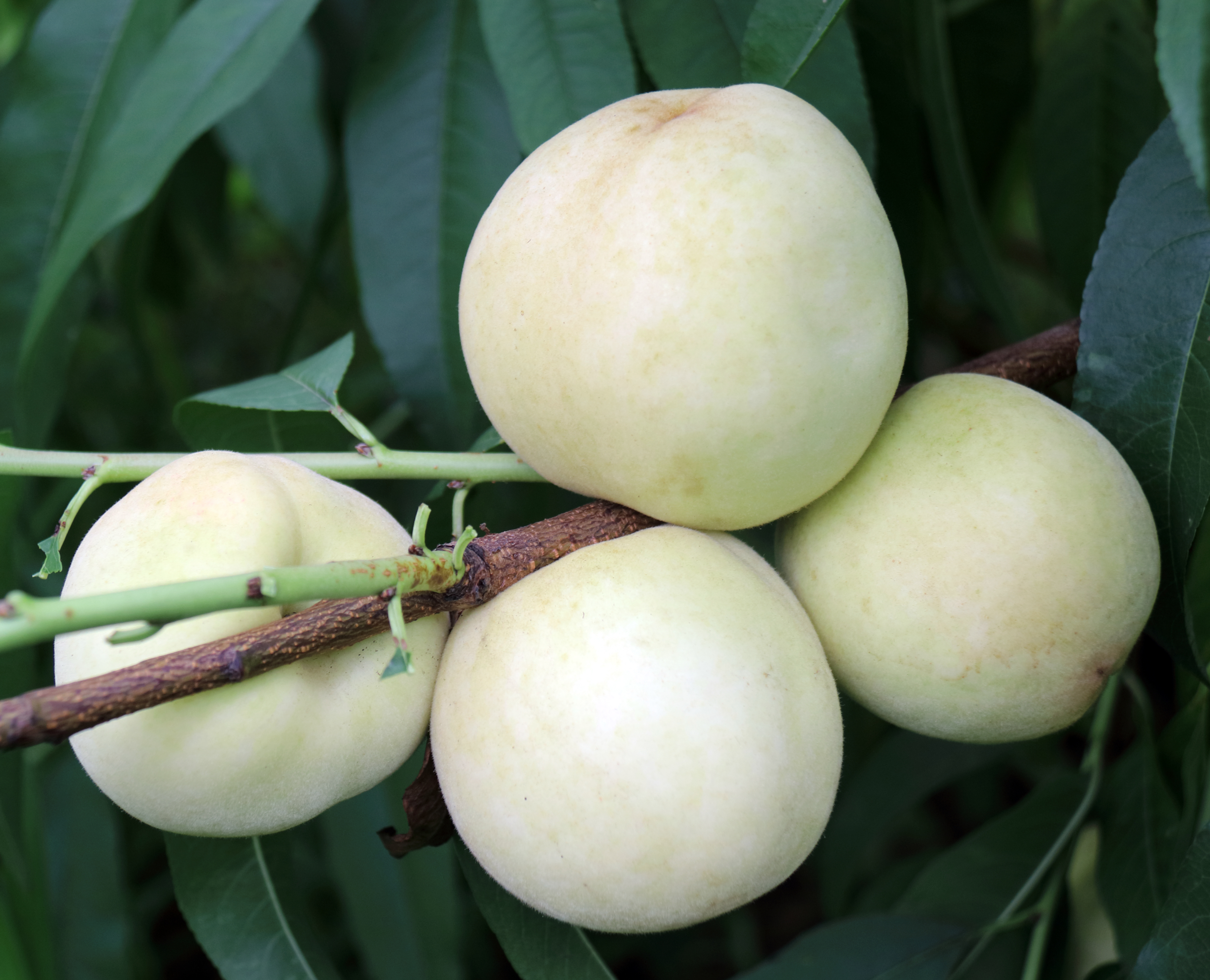 中国最好吃的10个桃树品种(推荐五个优质的桃子品种)-735网