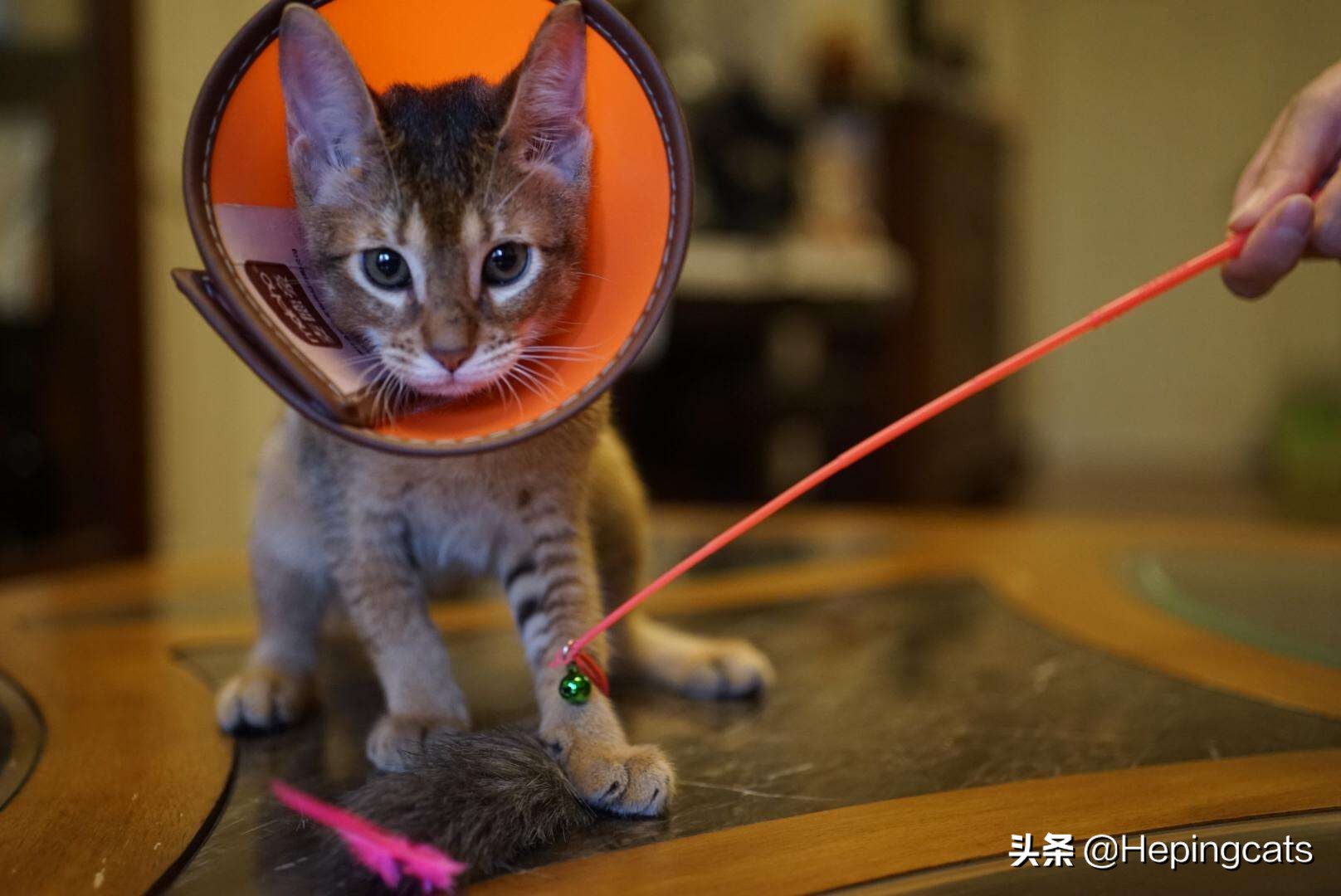 猫咪皮肤结痂掉毛皮屑（猫咪皮肤结痂掉皮屑的原因及办法）