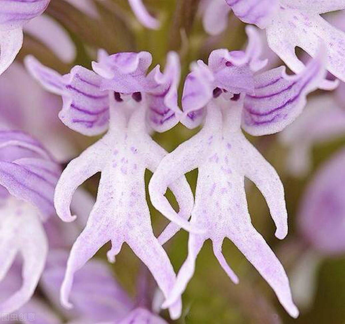 这五种奇特的花,长得这么奇怪它们自己知道吗?