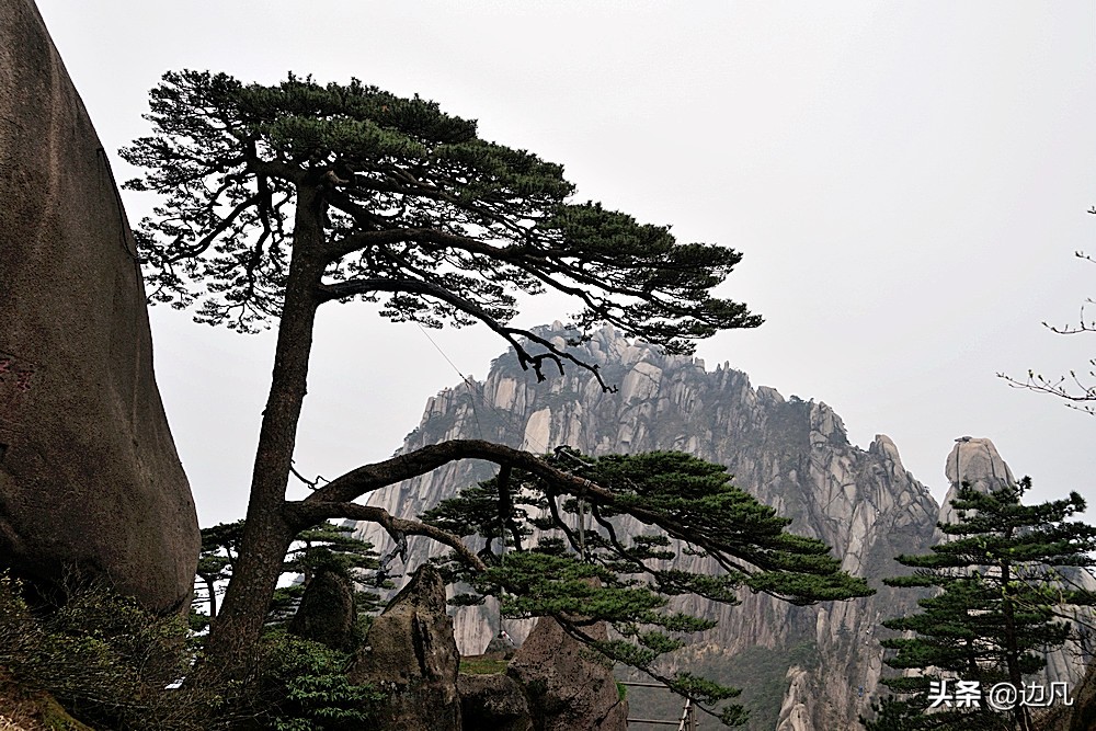 迎客松在哪里（黄山大名鼎鼎的黄山迎客松景点分享）