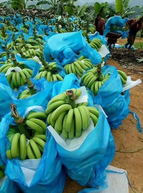 河口今日香蕉价格多少钱一斤，今日香蕉价格走势图