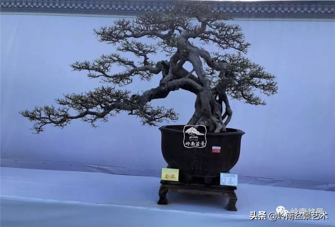 榕樹盆景圖片,榕樹盆景圖片大全欣賞