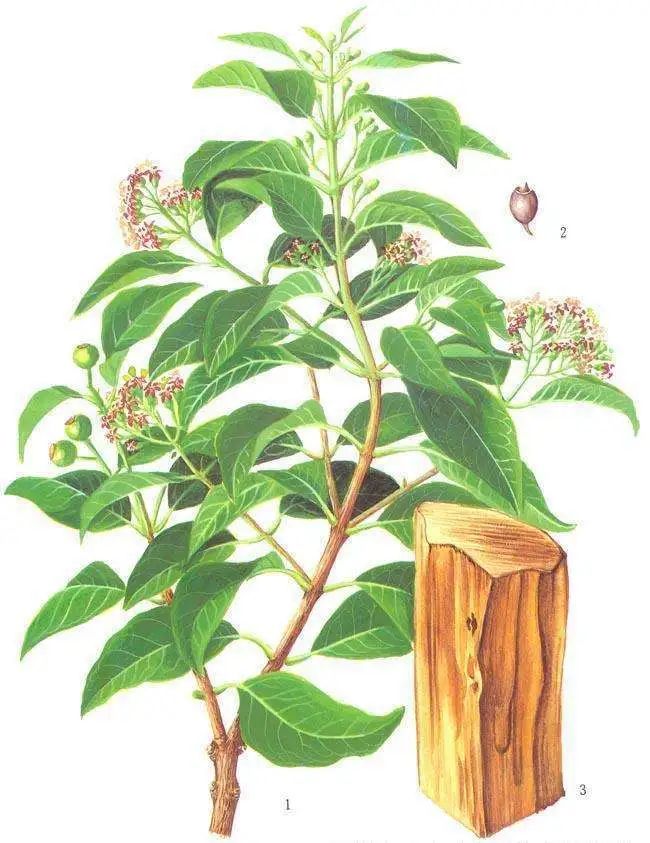 檀香木的功效与作用 -世界十大之最