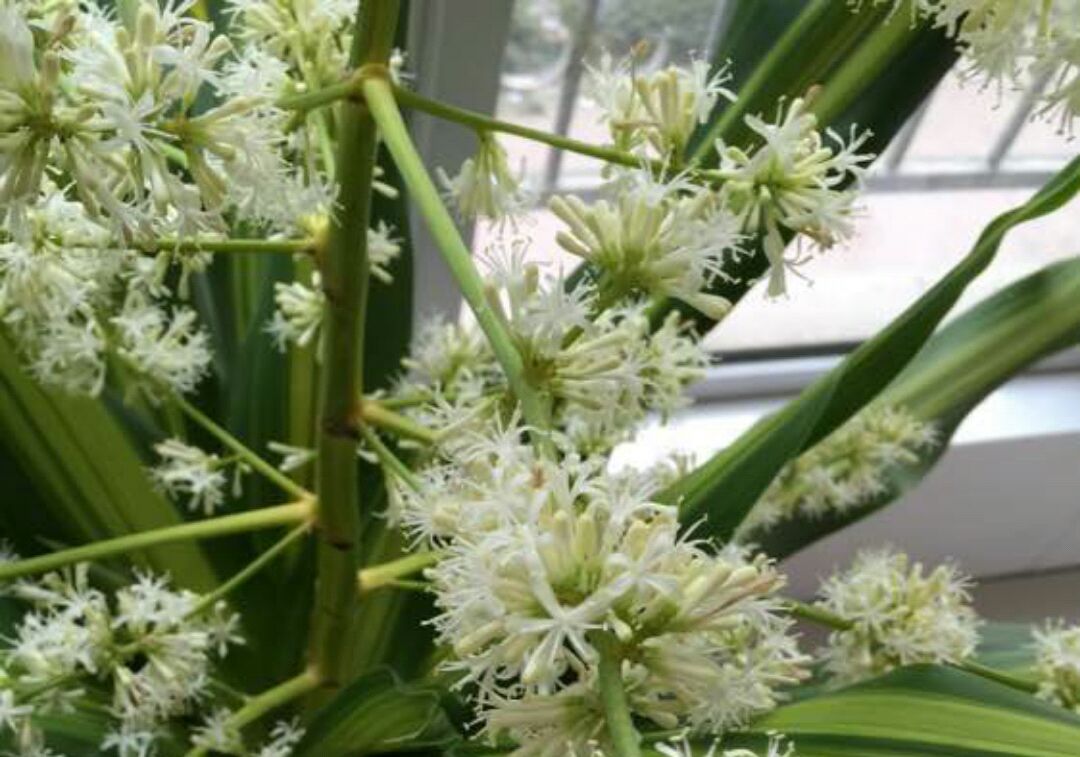 你知道也门铁这种观叶植物吗?也门铁怎么扦插繁殖?土培和水培