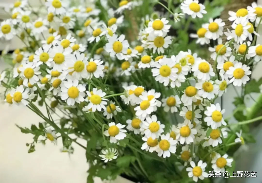 洋甘菊花适合送给什么人（洋甘菊花语把心底的阳光拿出来）