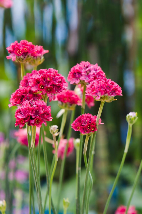 石竹花的寓意（石竹花的五大品种科普及推荐）