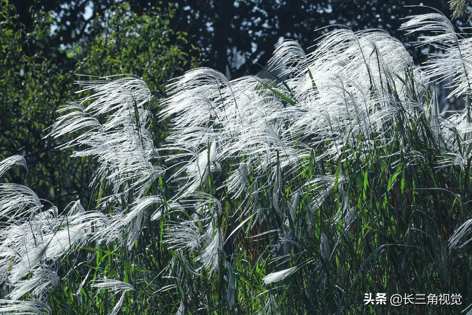 秋天芦花照片图片