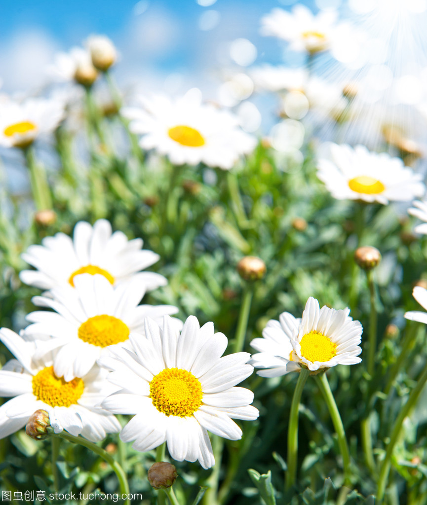 国花系列6——意大利国花 雏菊