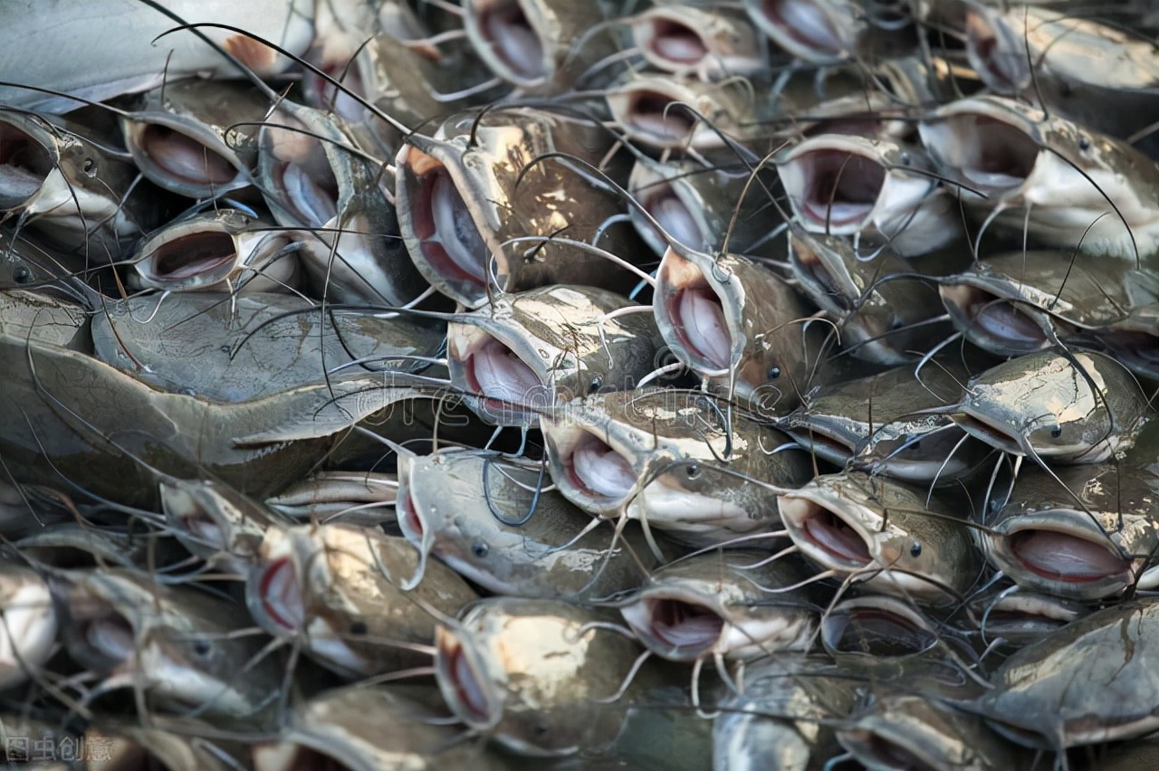 埃及塘鲺学名为革胡子鲶,其产地为尼罗河水系,也是非洲人的救命鱼
