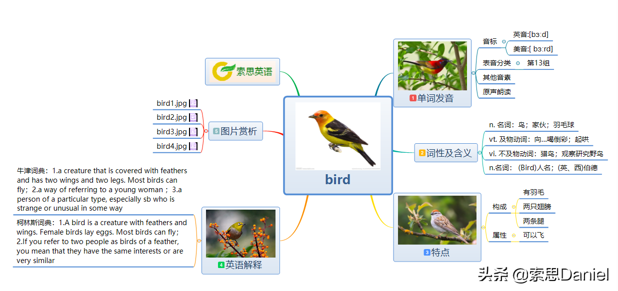 索思英语解码单词（第8个）——bird鸟