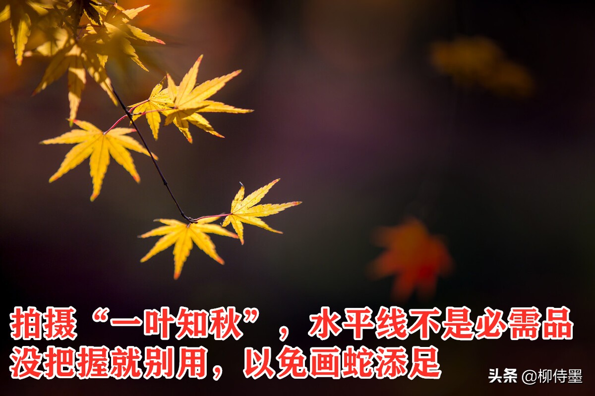 秋天景色美不胜收，每天学点摄影技巧，拍好“一叶知秋”