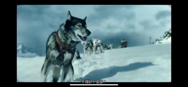 《多哥》：一段425公里风雪之路的背后，是一场与死神的赛跑