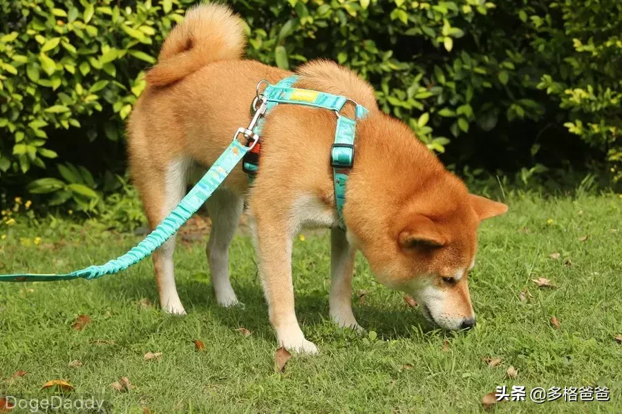 狗狗反刍是怎么回事，狗反刍的各种原因解答