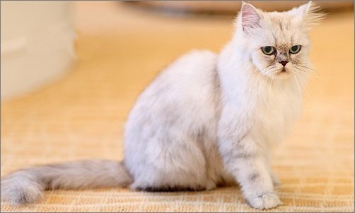 三分钟带你了解完金吉拉猫，你喜欢这只小可爱吗？