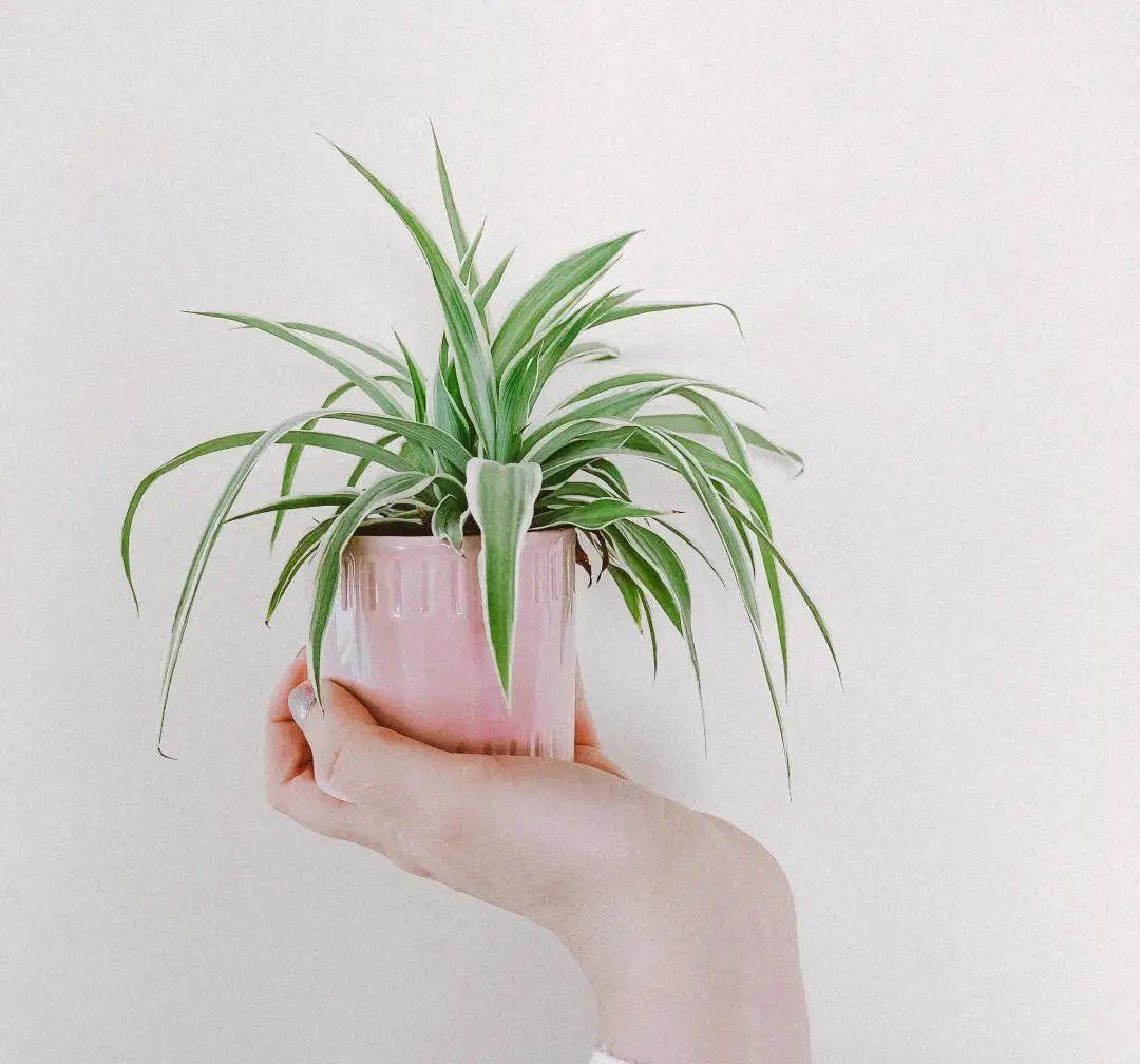 常见50种植物（50种常见的室内盆栽绿化植物）