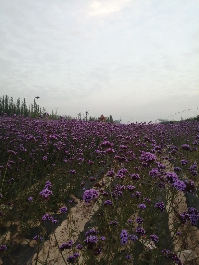 遇见开着紫色花的马鞭草
