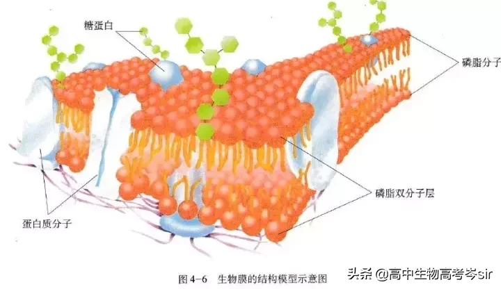 细胞膜的基本支架（高中生物中细胞膜的结构和功能）