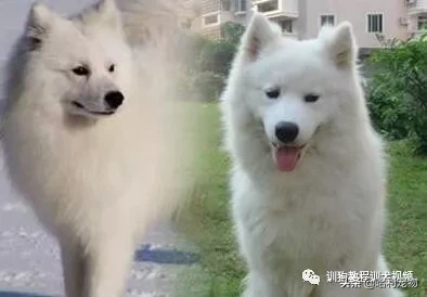 (银狐犬和萨摩耶对比)