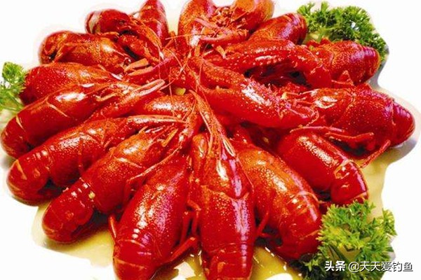 钓龙虾怎么钓（一文详解小龙虾的垂钓技巧）