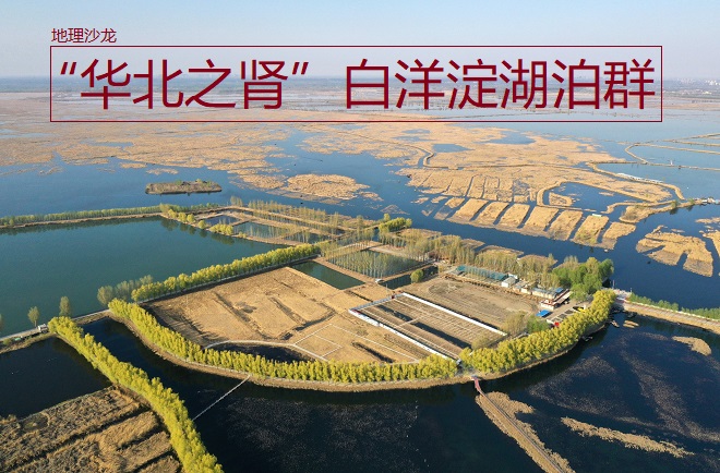 "华北之肾"白洋淀湖泊群根据湖泊中湖水的咸淡,可以分为咸水湖和淡水
