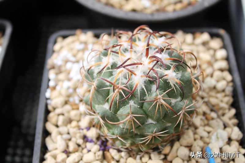 顶花球之王-----钢钉Coryphantha tripugionacantha