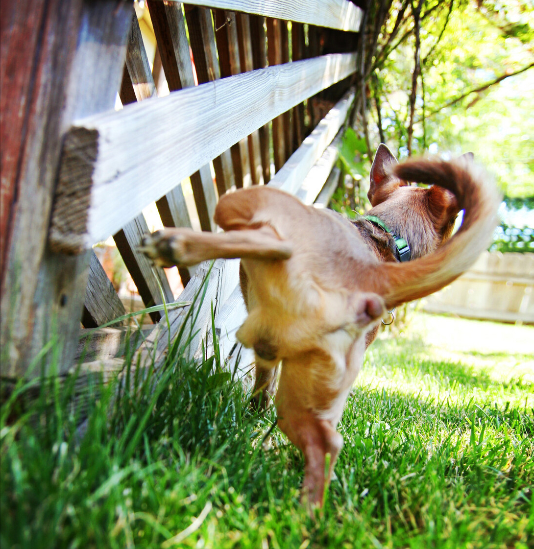 狗狗舔菊花的深意,你了解吗?