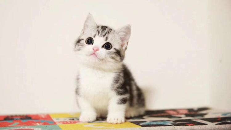 动物界的“萌神”：曼基康矮脚猫，它还有一个名字叫“拿破仑”
