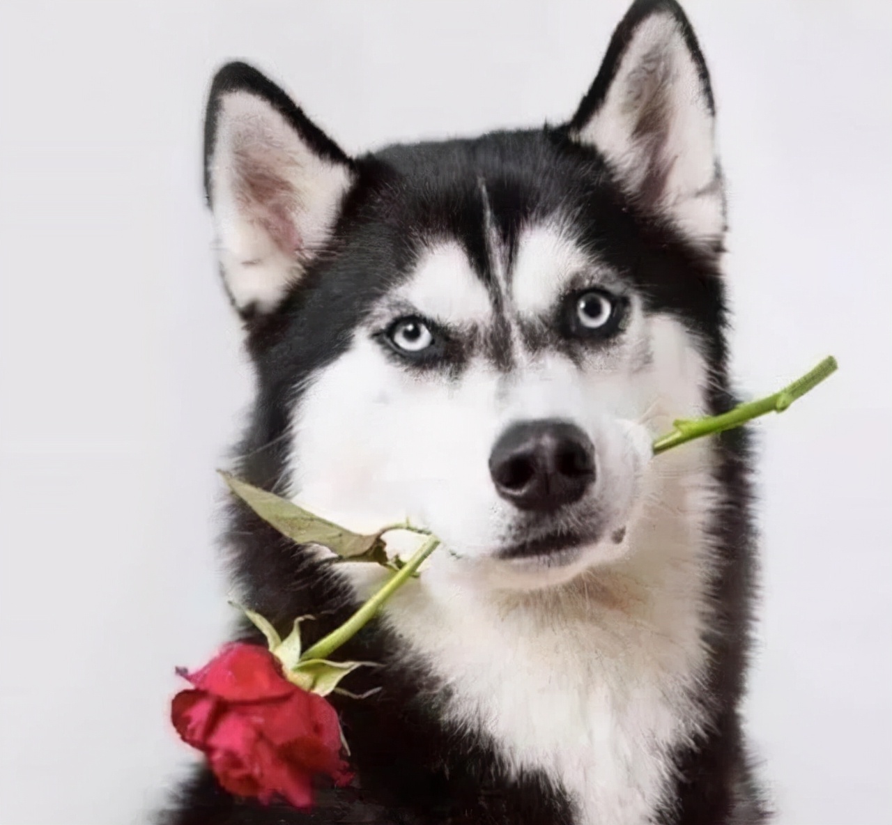 养狗一年,才知道"哈士奇"和"二哈"是有区别的