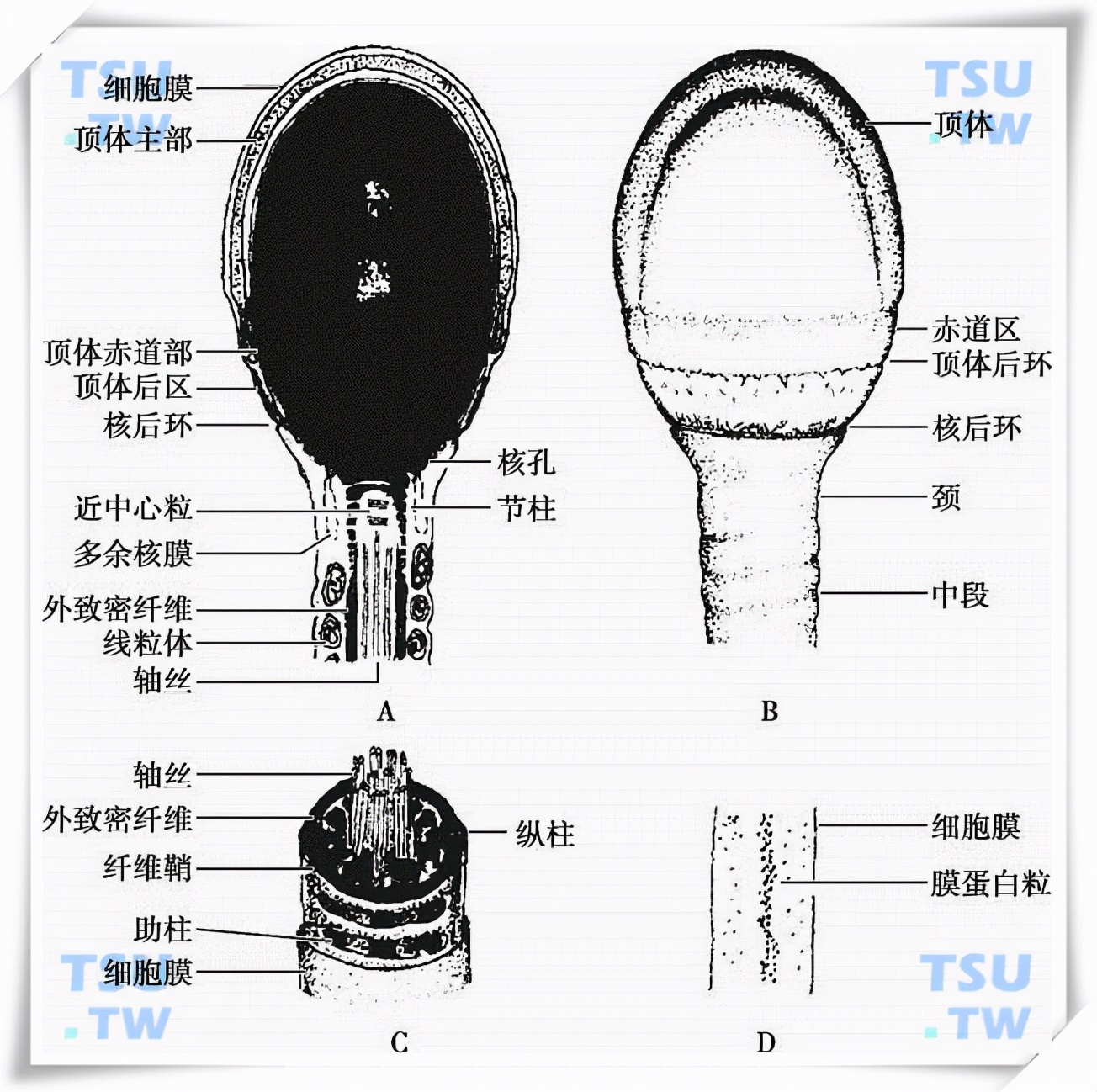 看呆医生：一次成功！医院人工授精太贵，英女子购买针筒自行操作