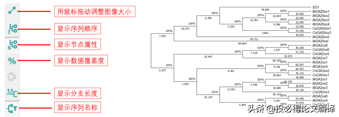 常用生物学软件的安装与应用（五）—进化树的构建与美化