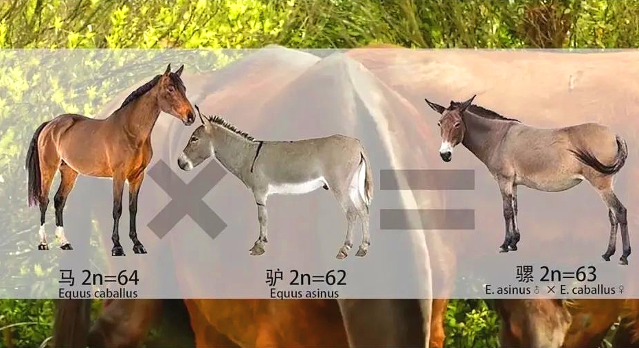 马和驴可以杂交生出骡子马和驴能生出骡子吗