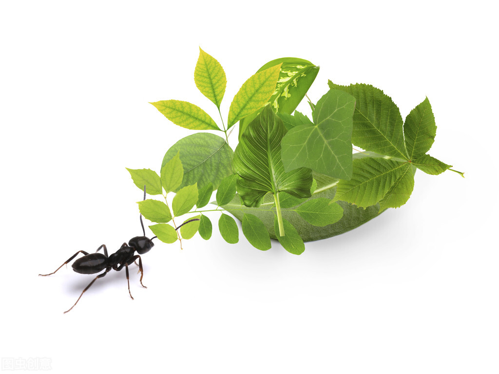 夏文杰｜做一只默默无闻的小蚂蚁