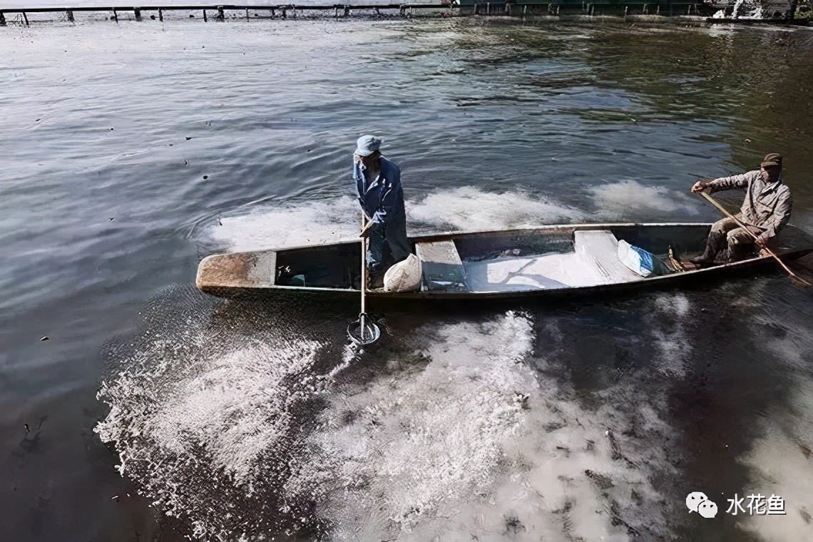 氧化钙是什么颜色（解析生石灰氧化钙与水产养殖的关联）