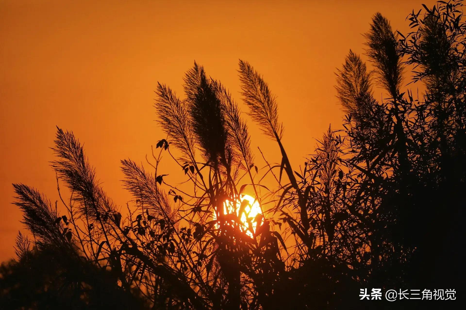 秋韵湖州，芦花飞扬：一场不容错过的诗意之旅