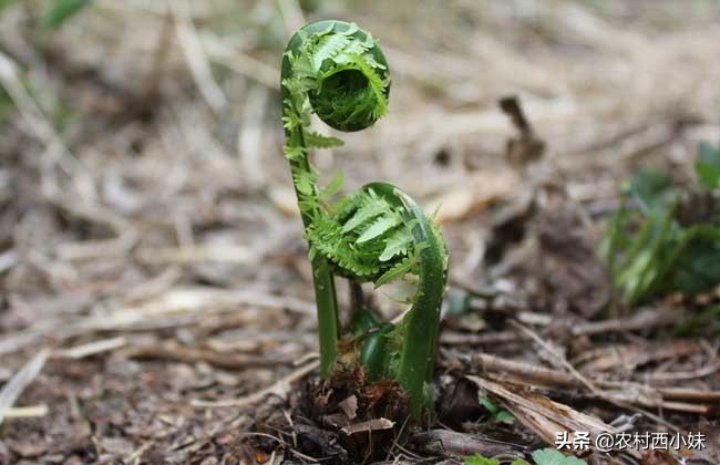 蕨菜什么季节有（什么时候有蕨菜）-第3张图片-昕阳网