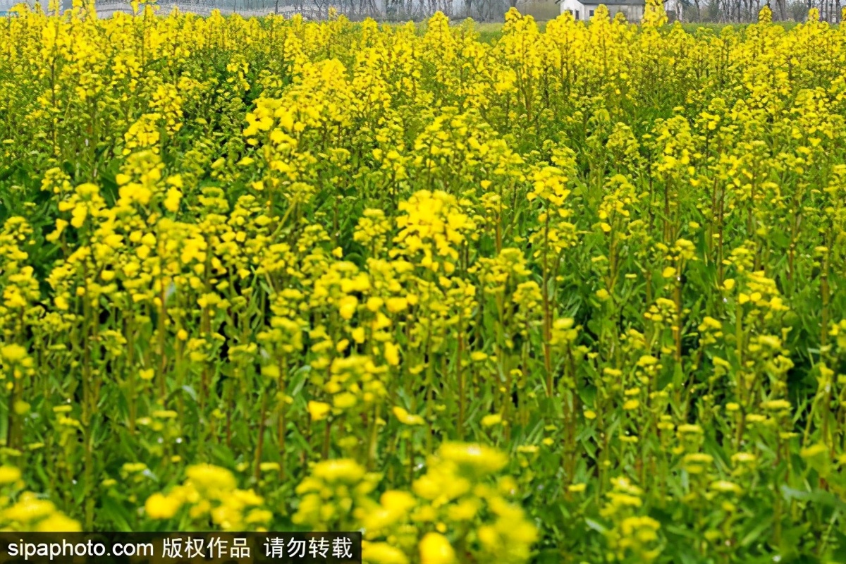 去哪看油菜花,