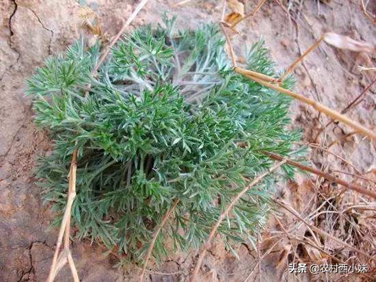 近年来很火的植物，既能当蔬菜也能当药材，茵陈你知道吗